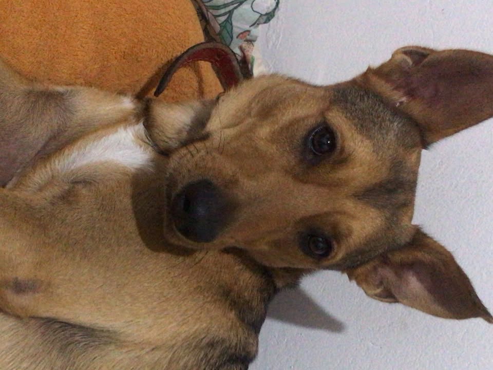 Foto de Jack