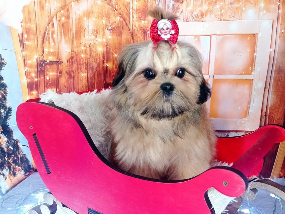 Foto de Belinha