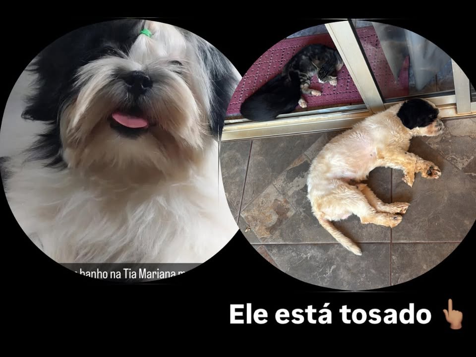 Foto de Gordinho