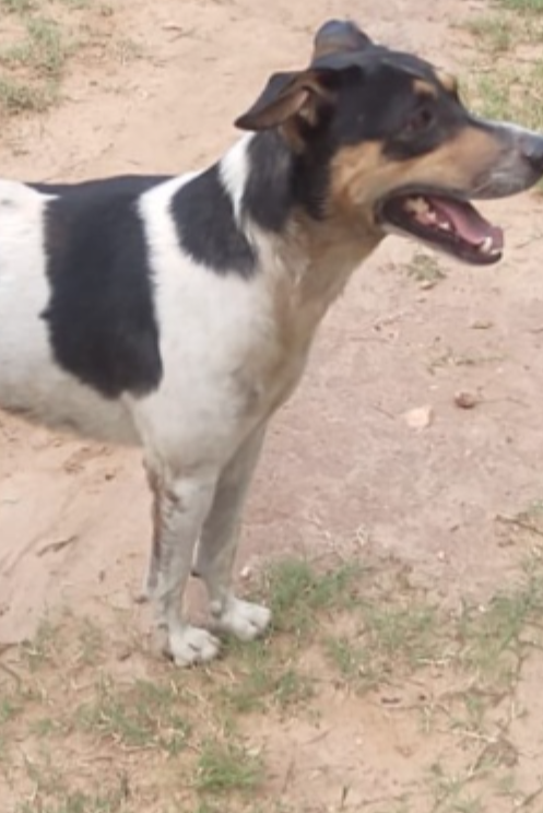 Foto de Apolo