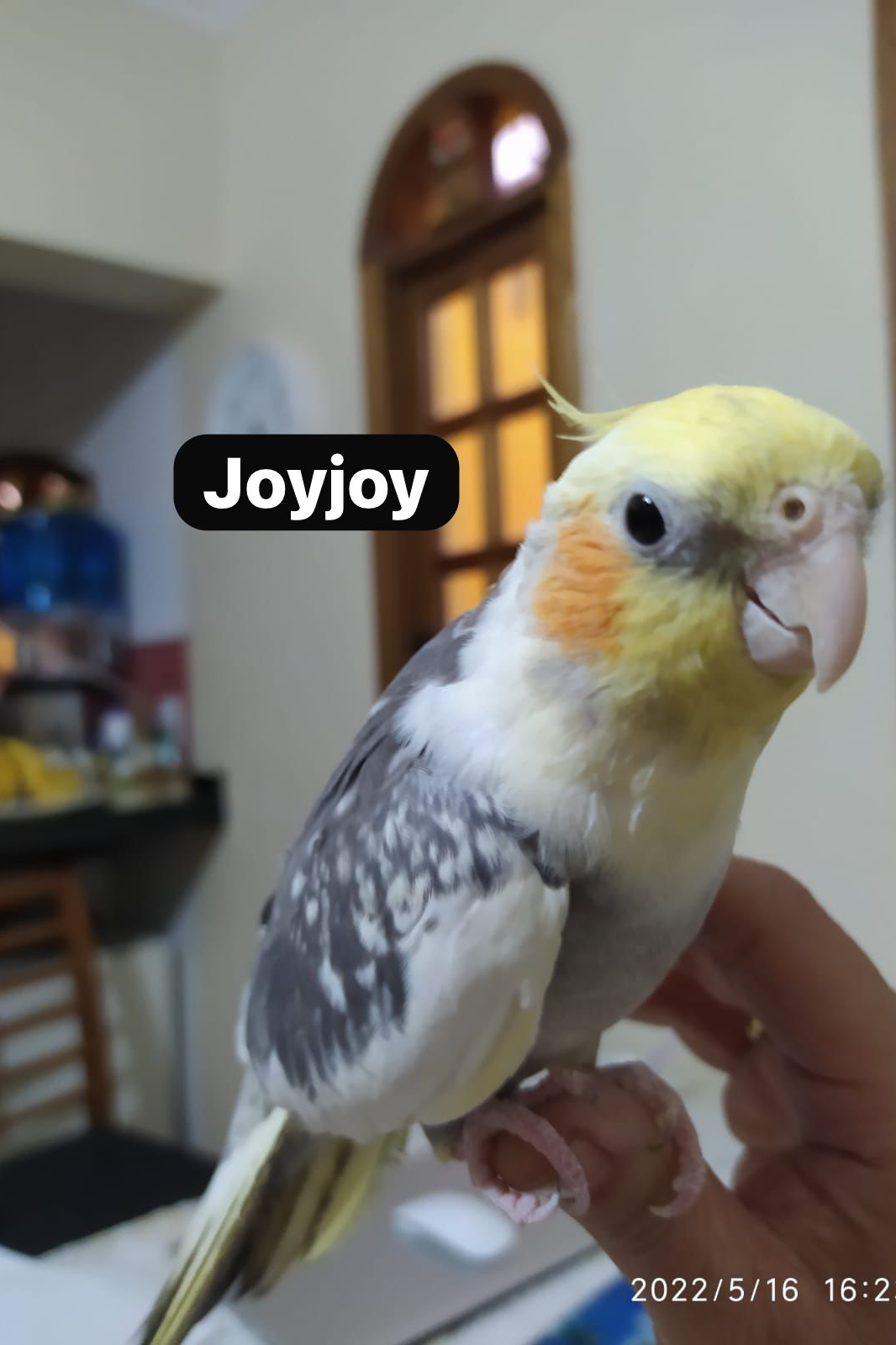 Foto de Cristal e Joyjoy