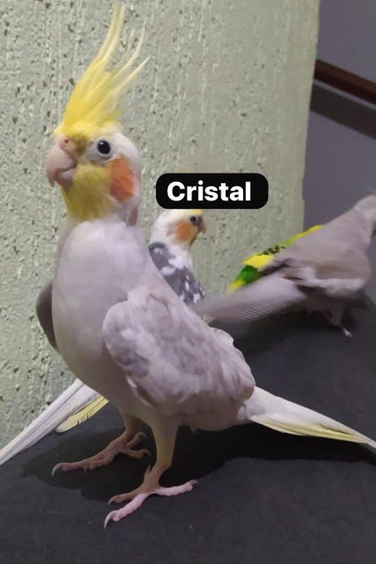 Foto de Cristal e Joyjoy