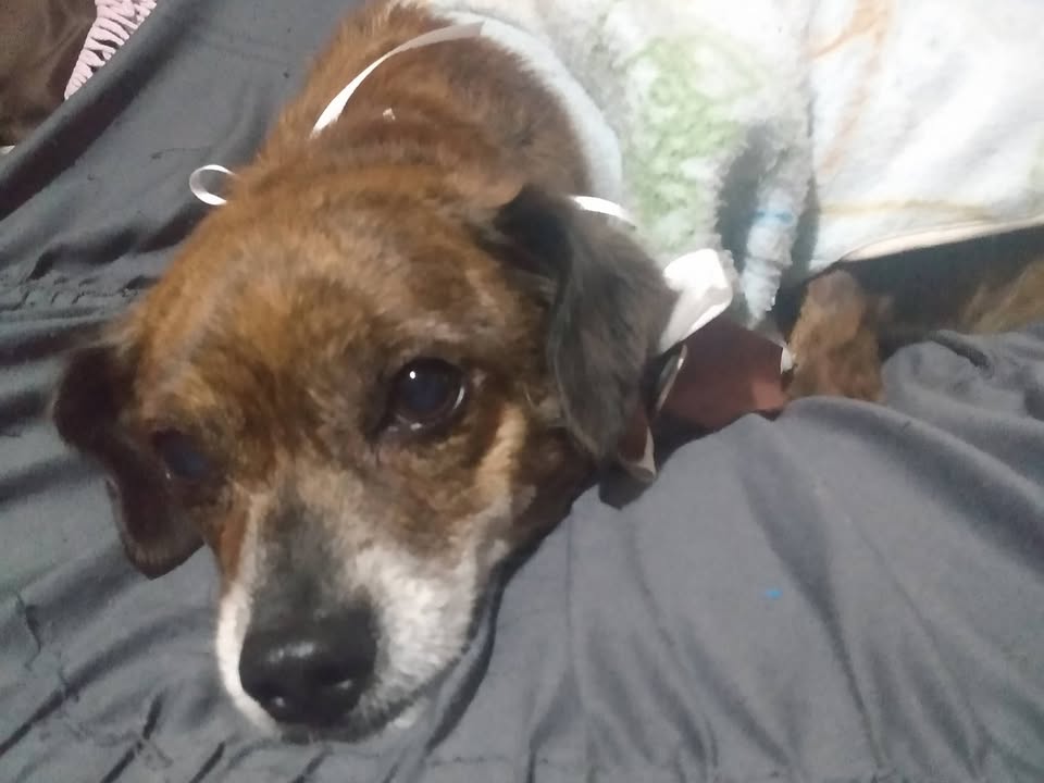Foto de Teddy