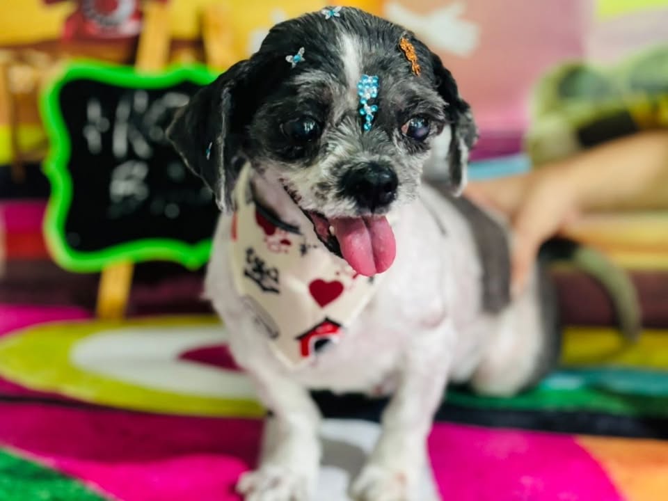 Foto de Belinha