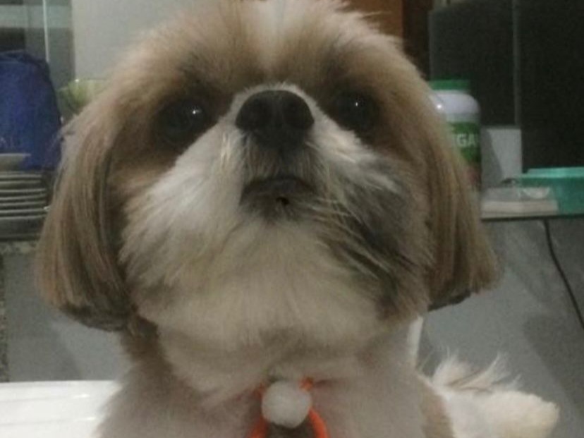 Foto de Marley