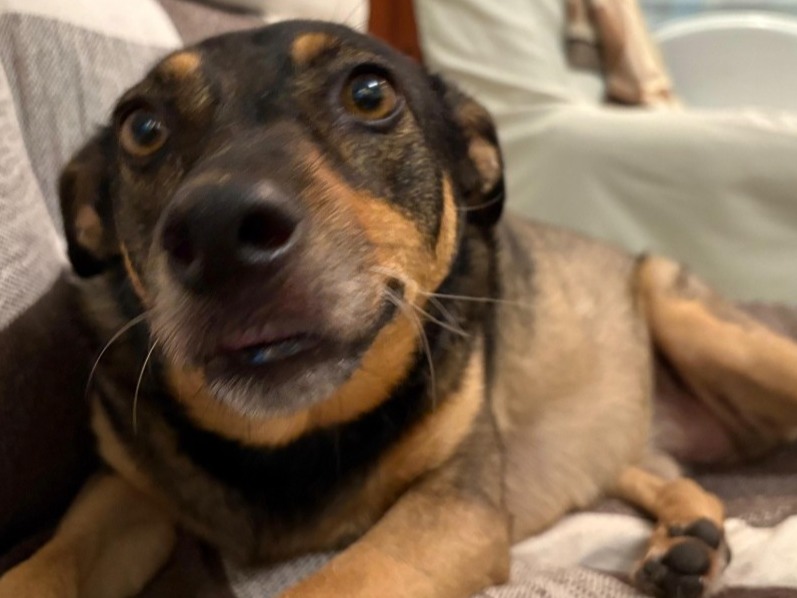 Foto de Duquesa (duquesinha)