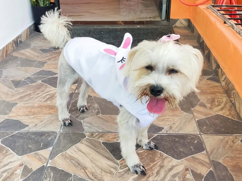 Foto de Lilica