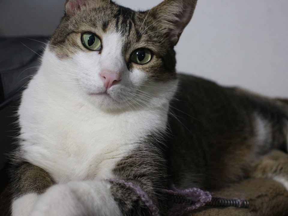 Foto de Scar