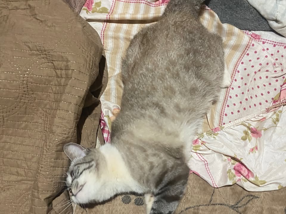 Foto de Lilica