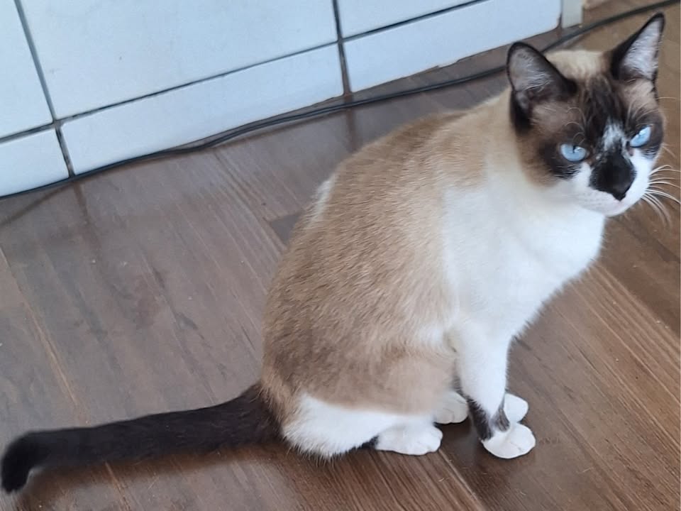 Foto de Preguicinha