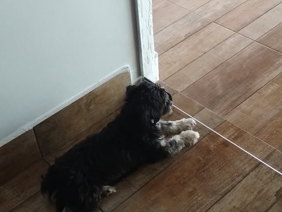 Foto de Belinha