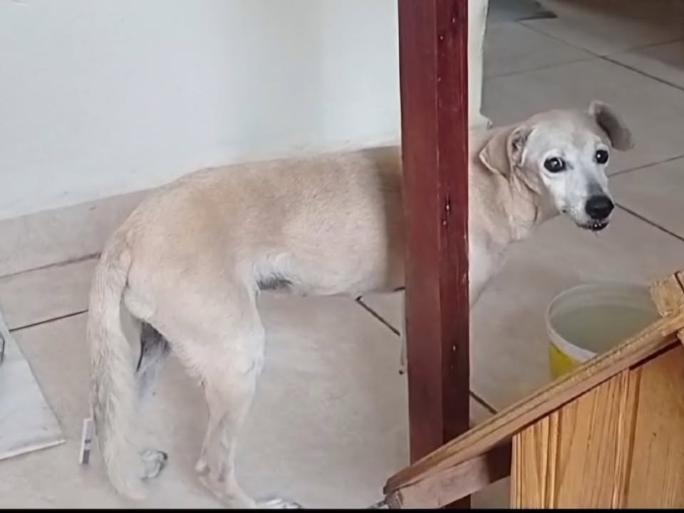 Foto de LINDA