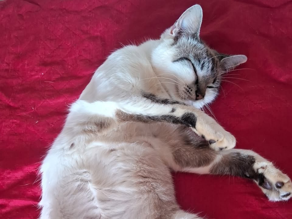 Foto de Belinha