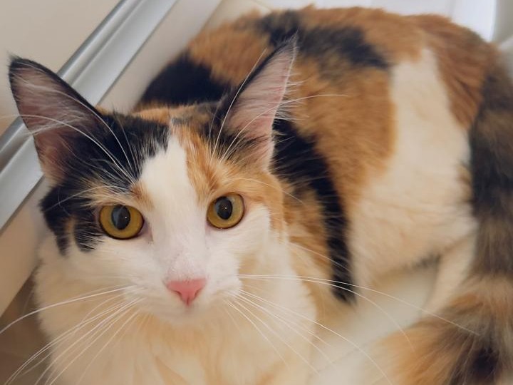 Foto de FIFI