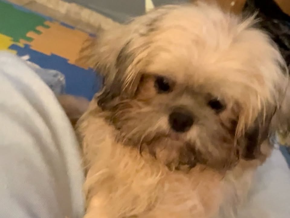 Foto de Benji