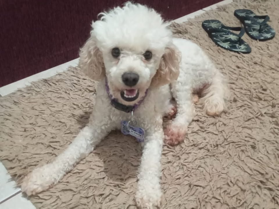 Foto de NALA
