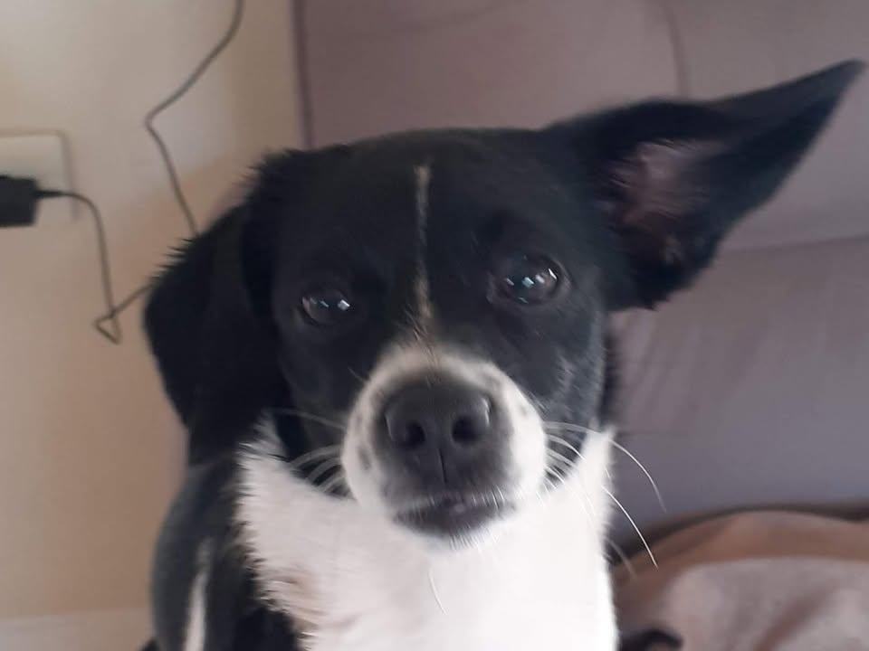 Foto de Belinha