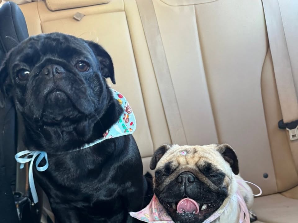 Foto de Black E Pandora