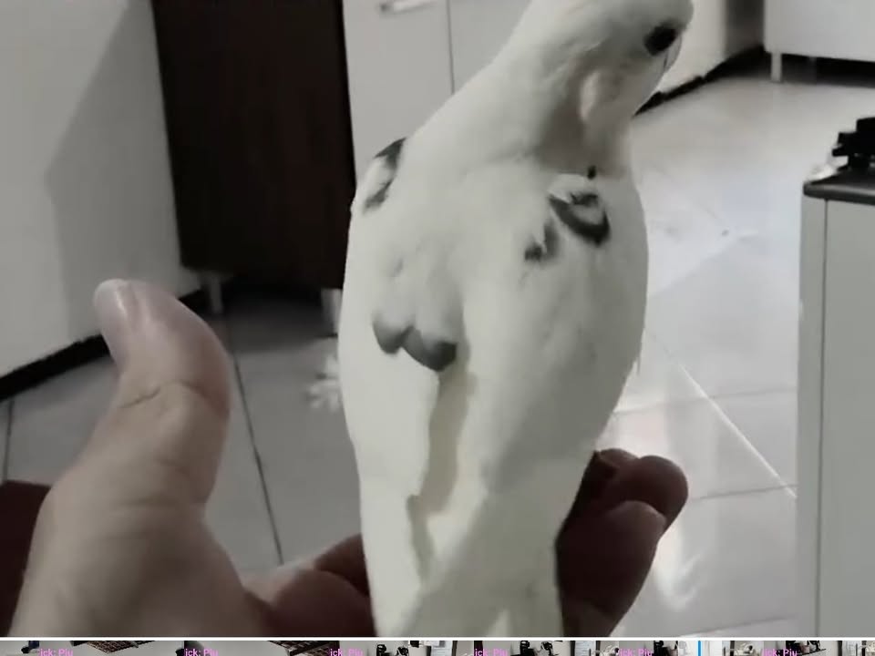Foto de Piu