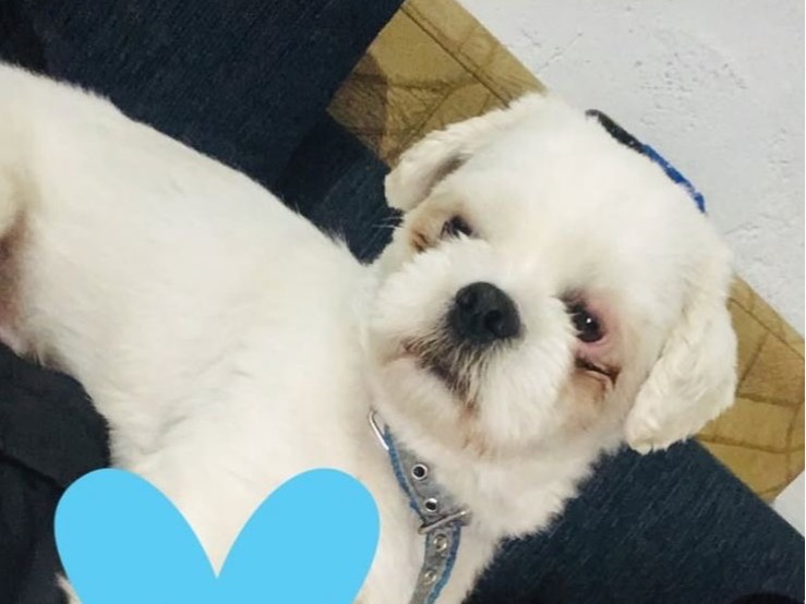 Foto de Marley