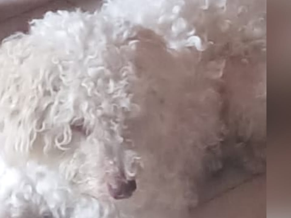 Foto de Bidu