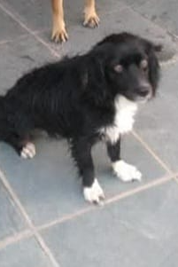 Foto de Belinha