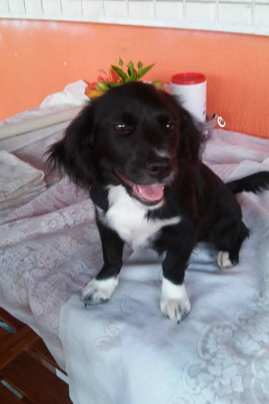 Foto de Belinha