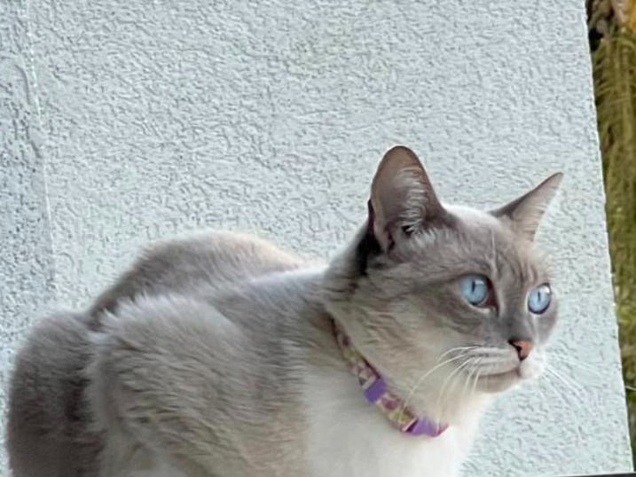 Foto de Ratinha