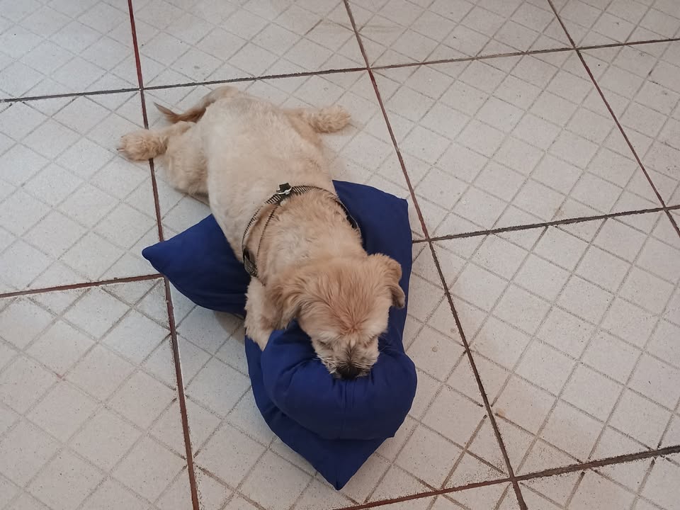 Foto de Dudu