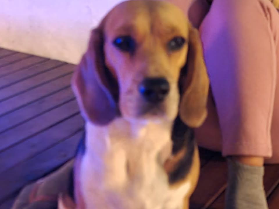 Foto de BELLA