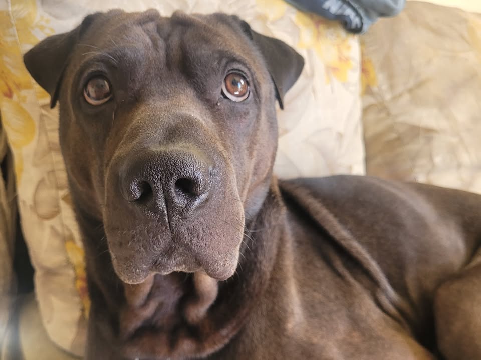 Foto de Thor