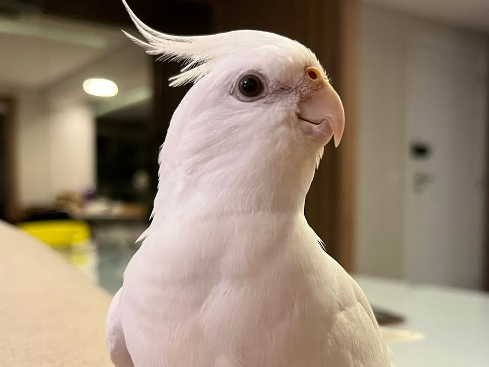 Foto de Bibinha