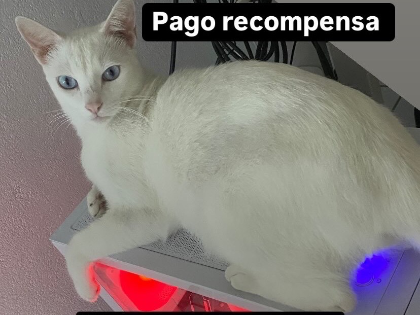 Foto de Mingau