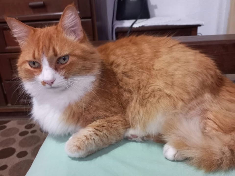 Foto de Valdir
