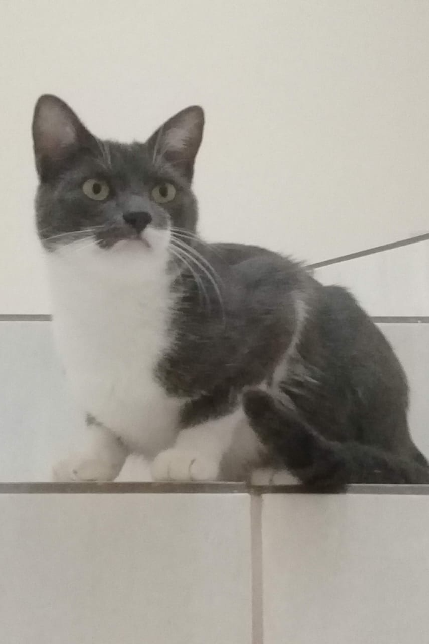 Foto de Cookie