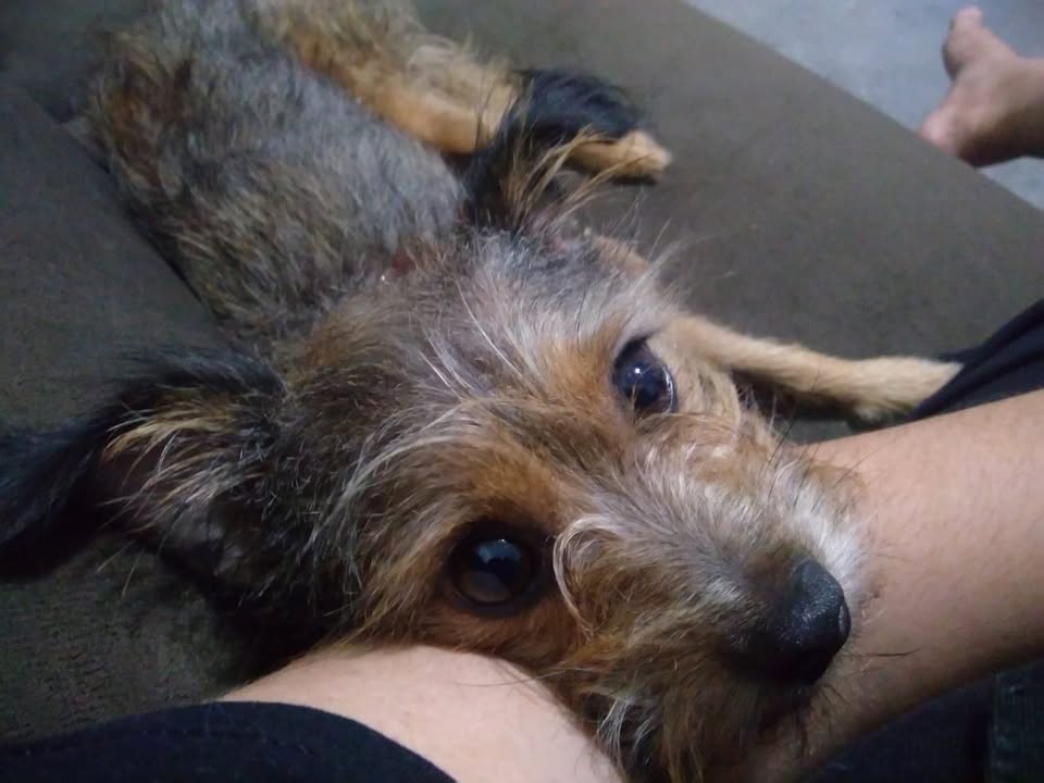 Foto de Belinha