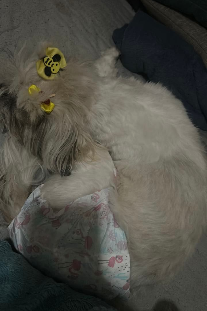 Foto de Maya
