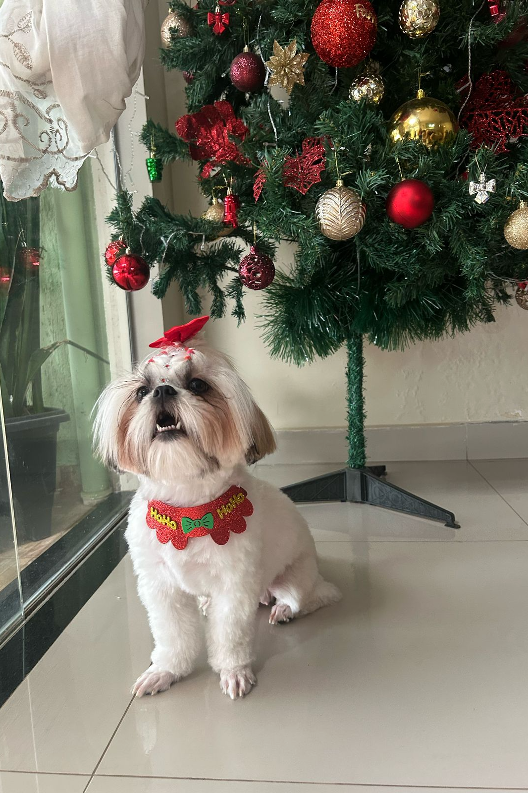 Foto de Maya