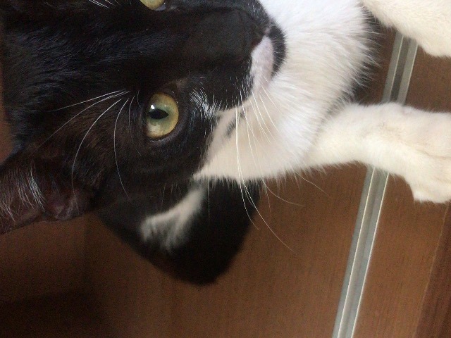 Foto de Bruno