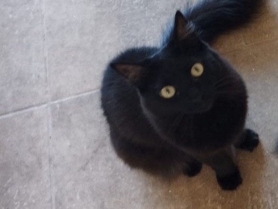 Foto de Moana