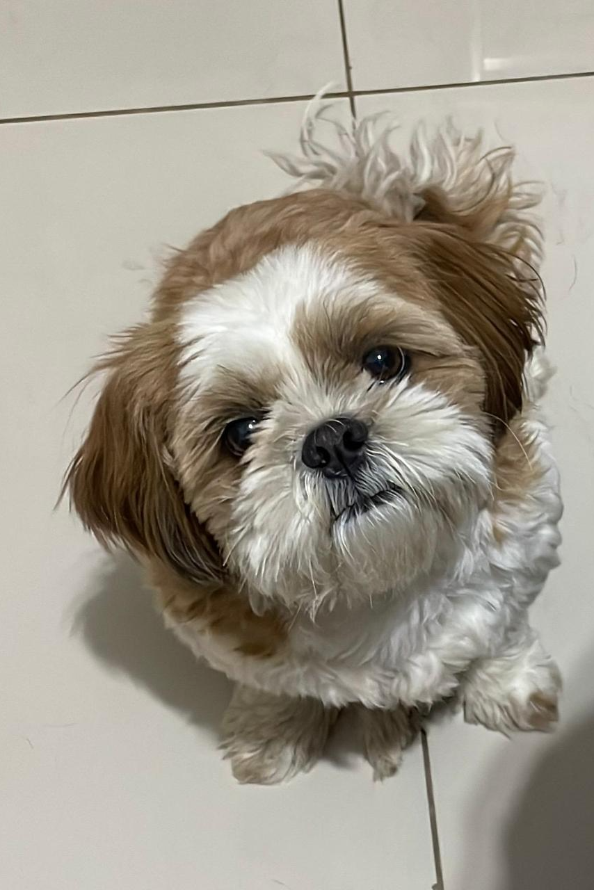 Foto de Lola