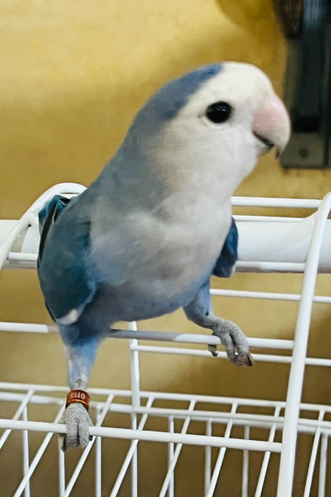 Foto de Marada Biglione
