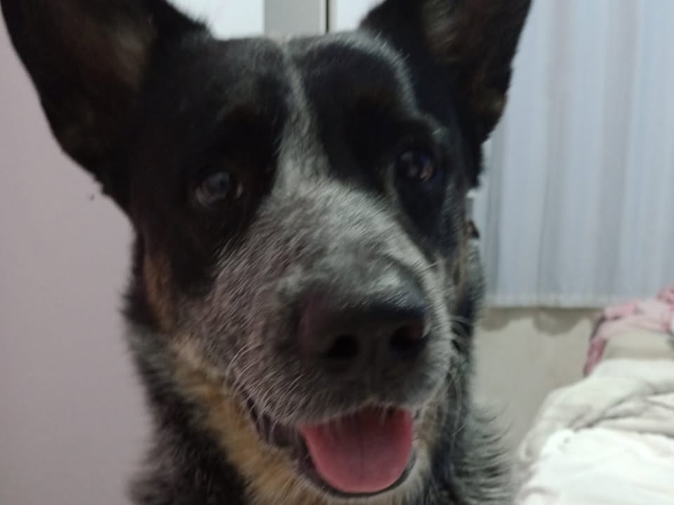 Foto de Lobinho