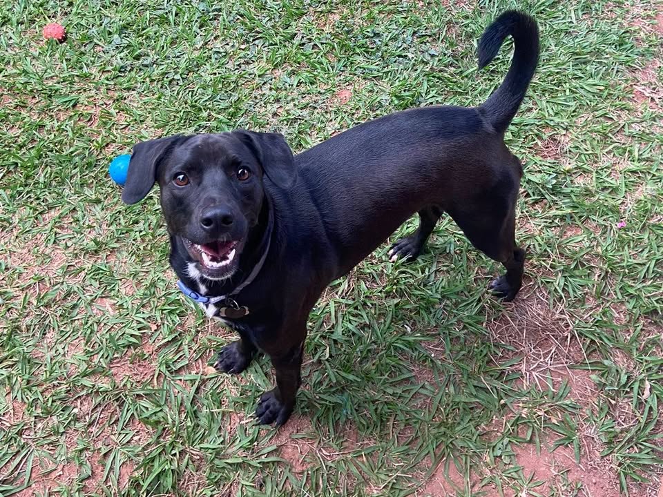 Foto de Pretinha