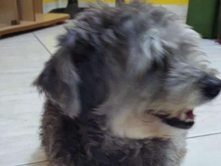 Foto de Belinha