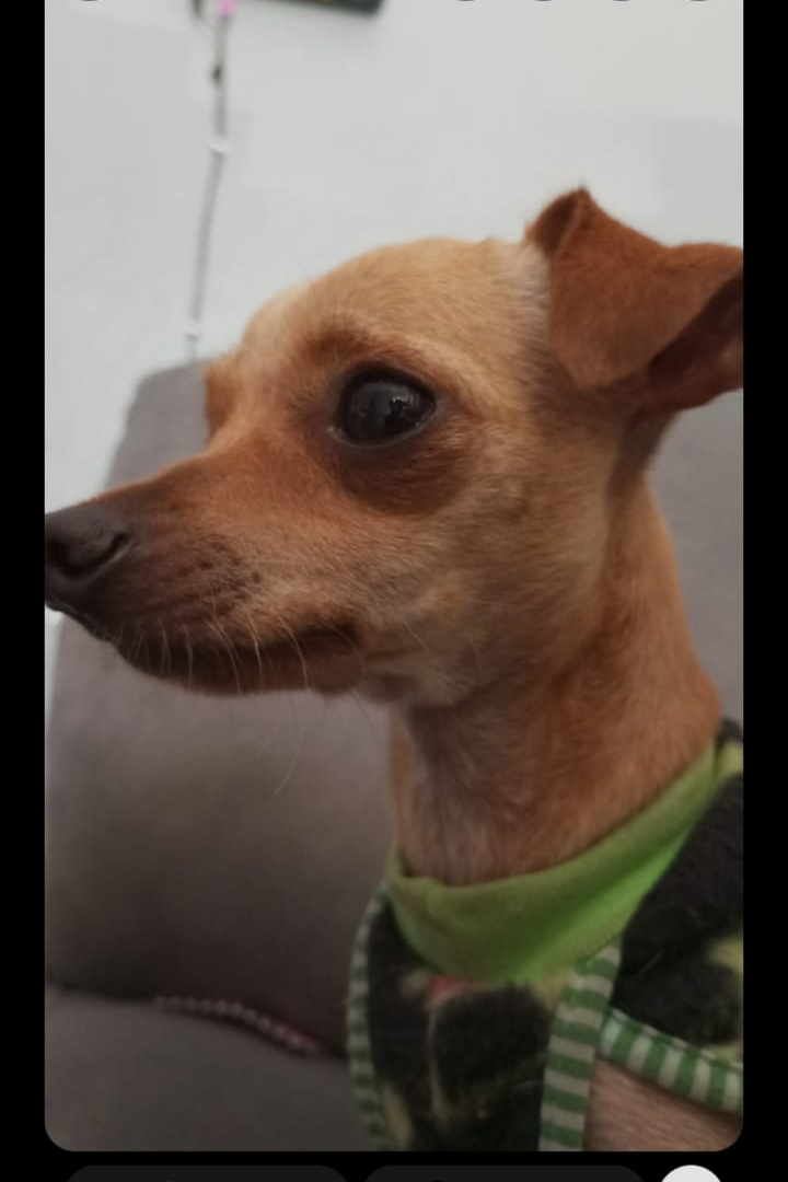 Foto de Lobinho