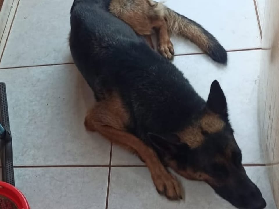 Foto de Pandora