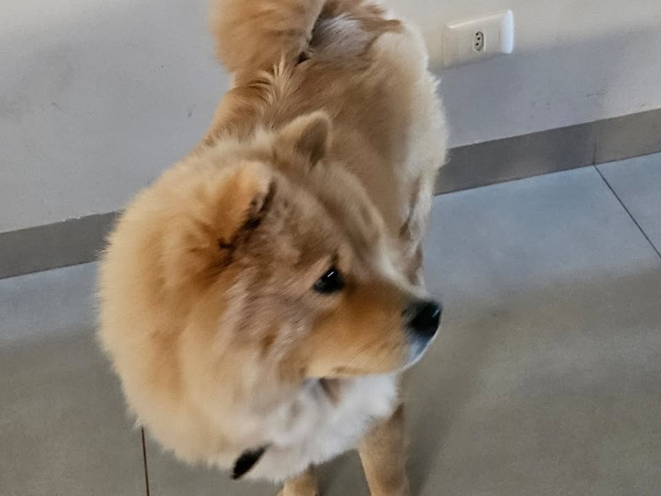 Foto de Xica