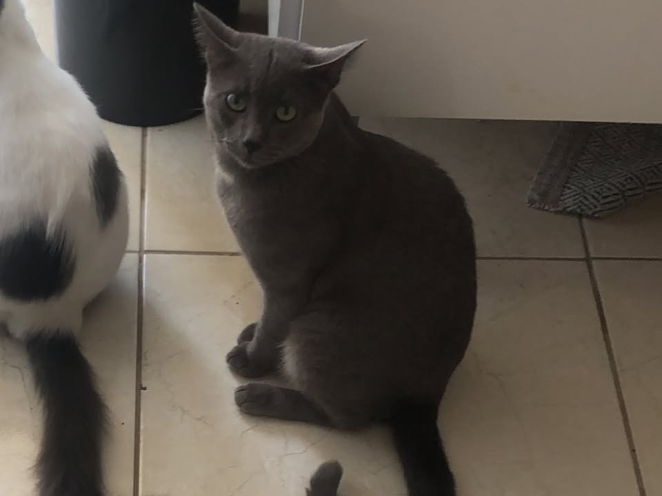 Foto de Apolo