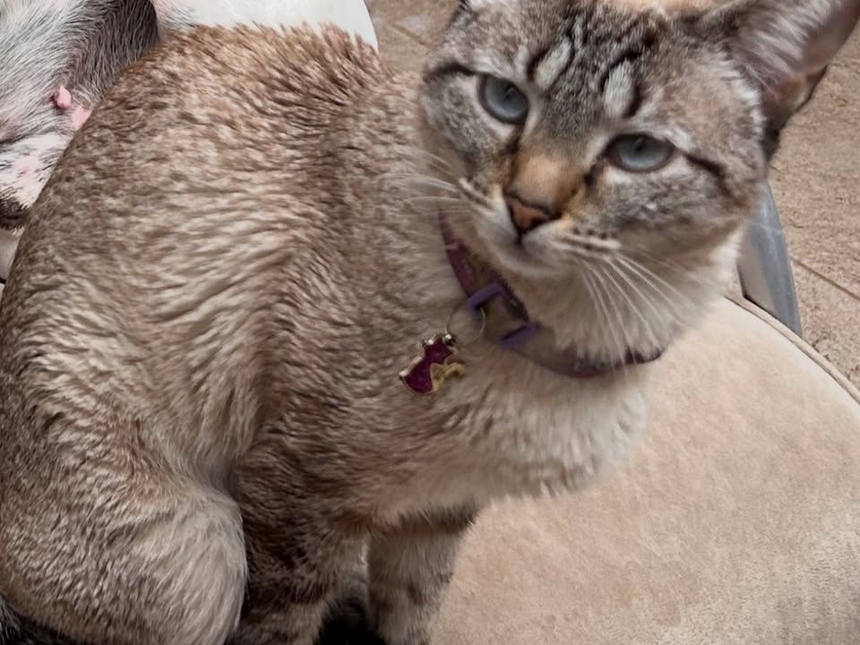 Foto de Chiquinha